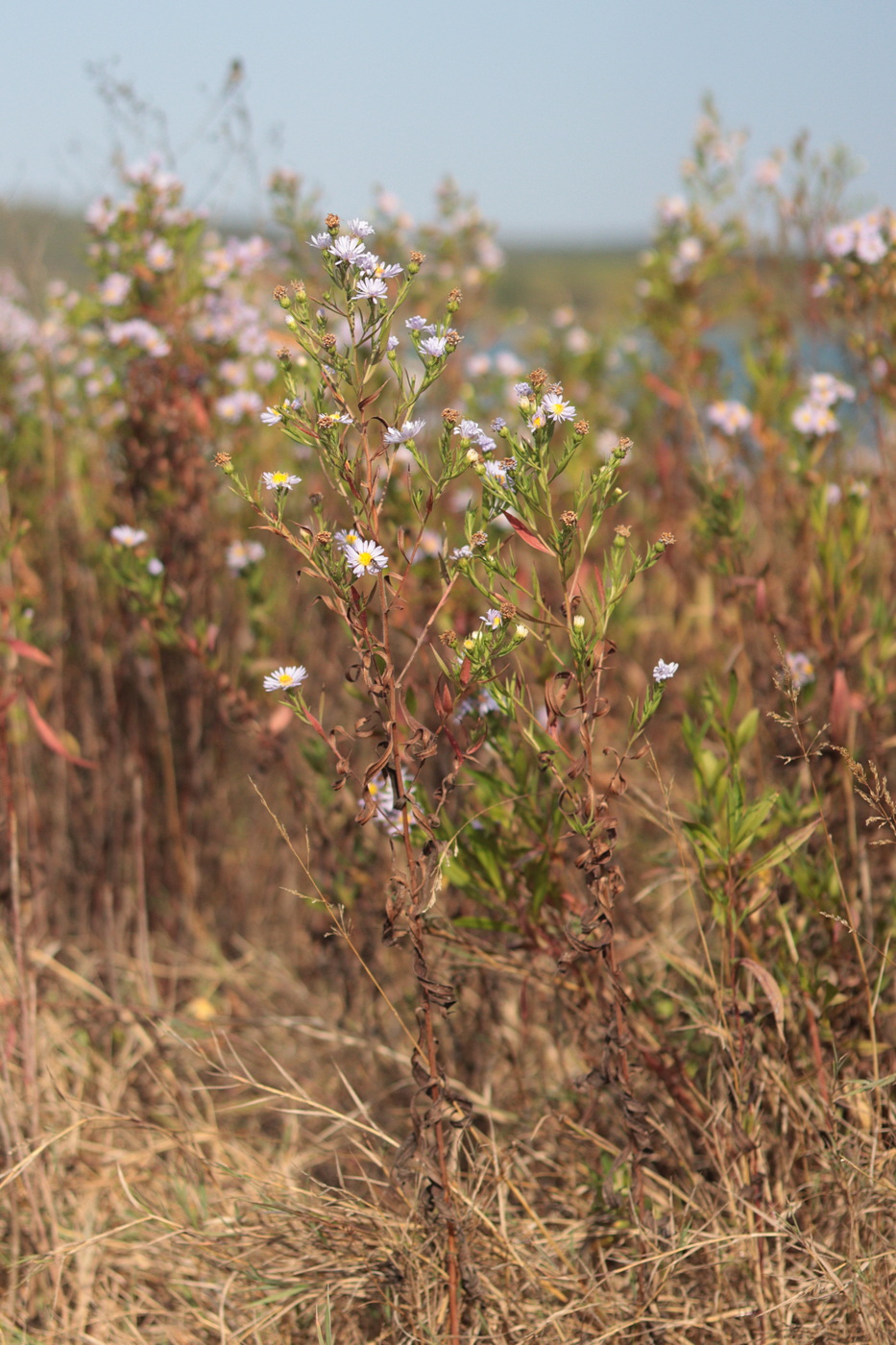 Image of genus Symphyotrichum specimen.