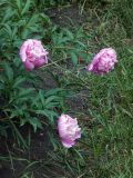 Paeonia lactiflora