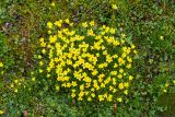 genus Saxifraga