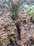 род Yucca. Нижняя часть подготовленного к зимовке растения. Волгоград, Красноармейский р-н, дендрарий. 18.11.2023.