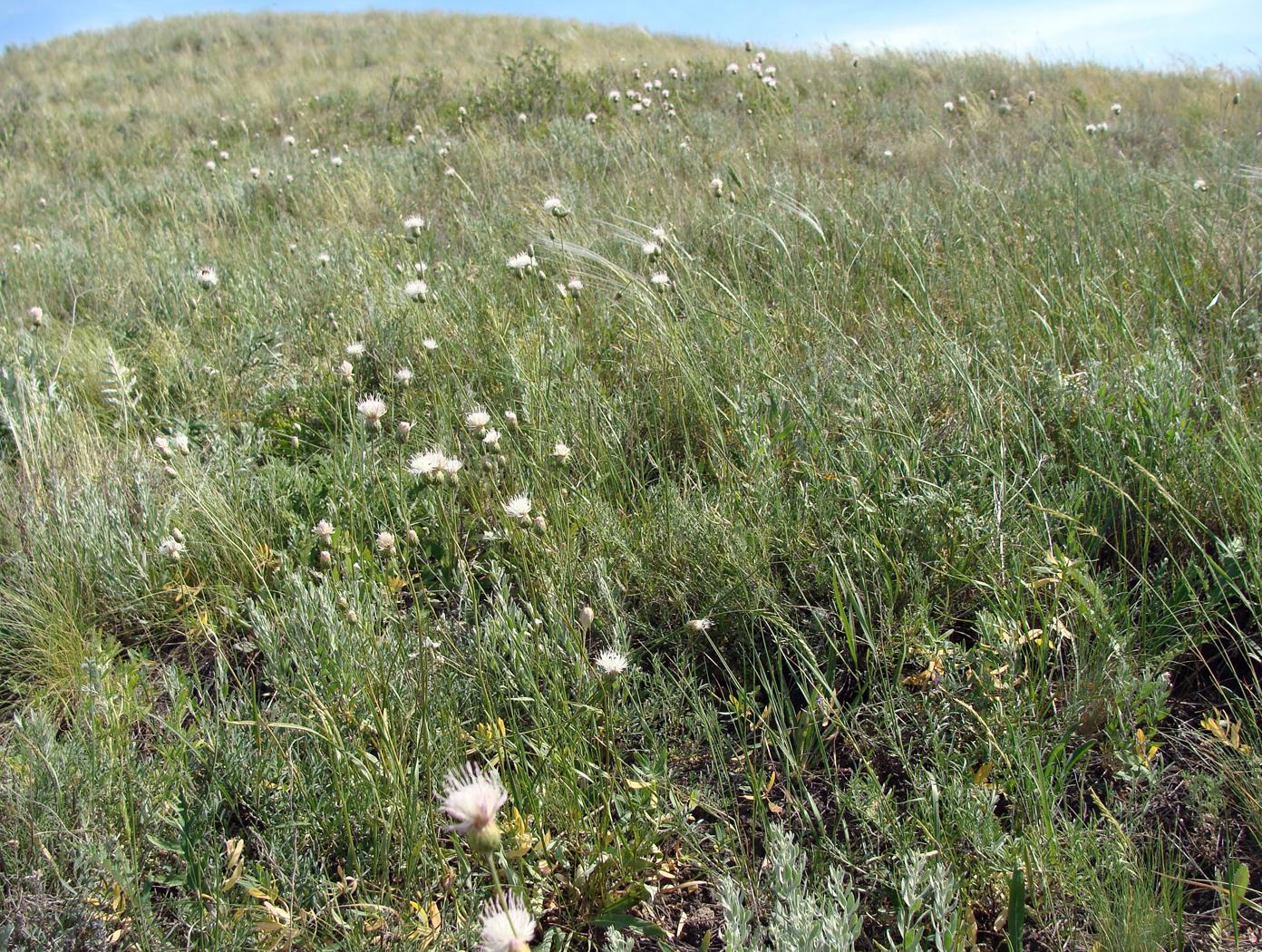 Image of genus Serratula specimen.