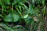 Ligularia hodgsonii