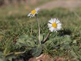 Bellis sylvestris