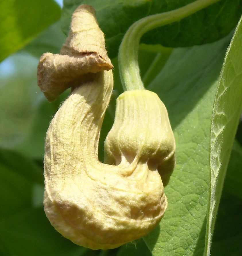 Изображение особи Aristolochia manshuriensis.