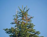 род Abies. Верхушка дерева с остатками старых шишек (после осыпания чешуй). Краснодар, парк \"Краснодар\", Японский сад, в культуре. 01.01.2024.