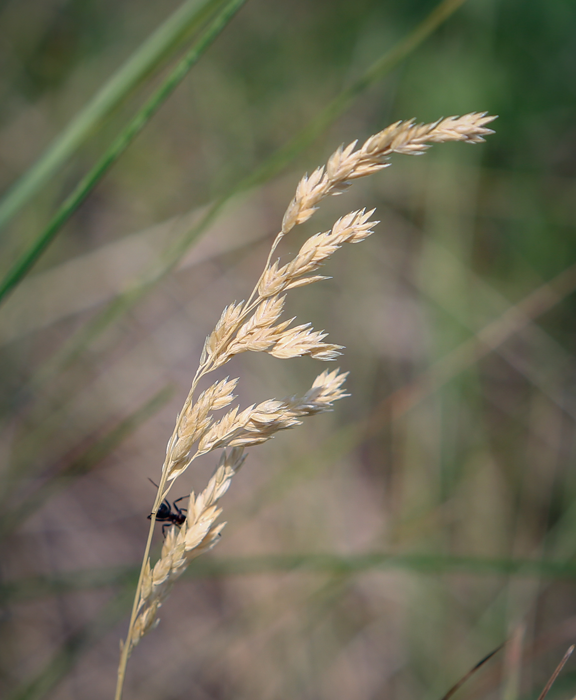 Image of Hierochloe odorata specimen.