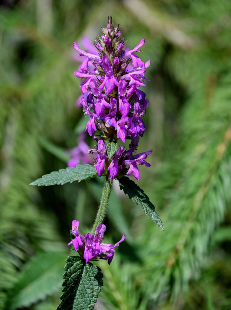 Image of Betonica betoniciflora specimen.