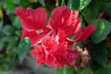 Hibiscus rosa-sinensis. Цветок, сорт ('Bloody Mary'). Израиль, г. Бат-Ям, в культуре. 07.11.2023.