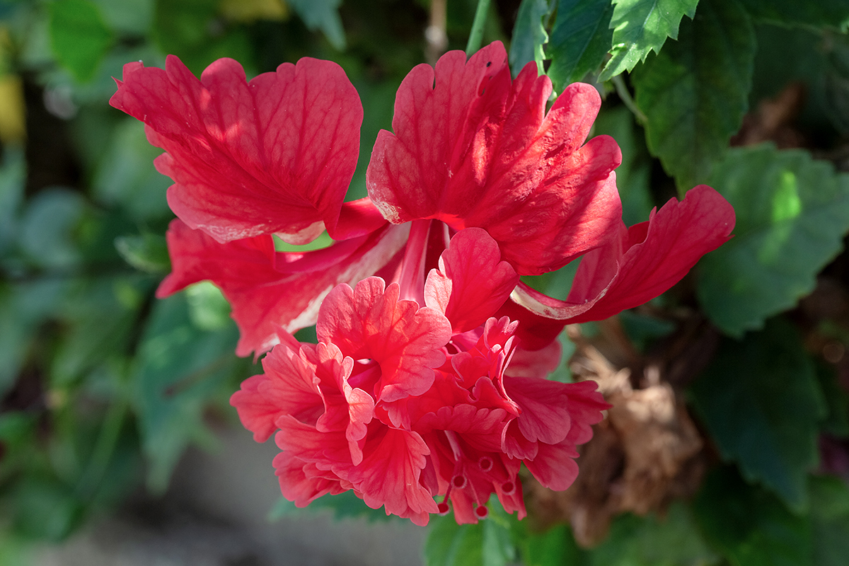 Изображение особи Hibiscus rosa-sinensis.