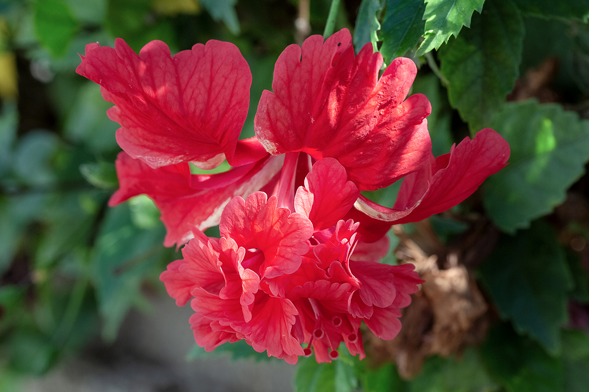 Image of Hibiscus rosa-sinensis specimen.