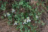 Capparis herbacea