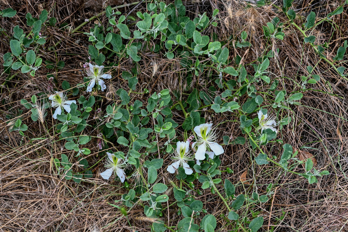 Image of Capparis herbacea specimen.