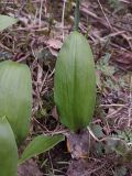 Allium ursinum