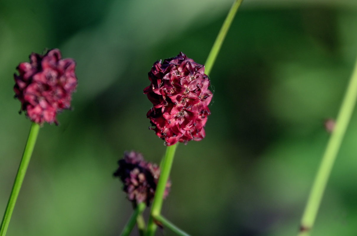 Image of Sanguisorba officinalis specimen.