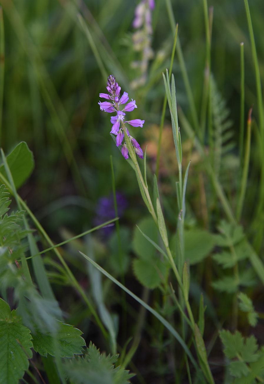 Image of Polygala comosa specimen.