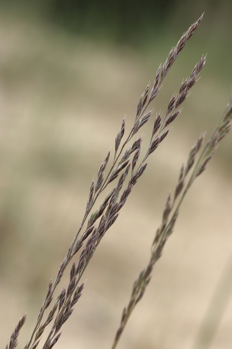 Изображение особи Festuca sabulosa.