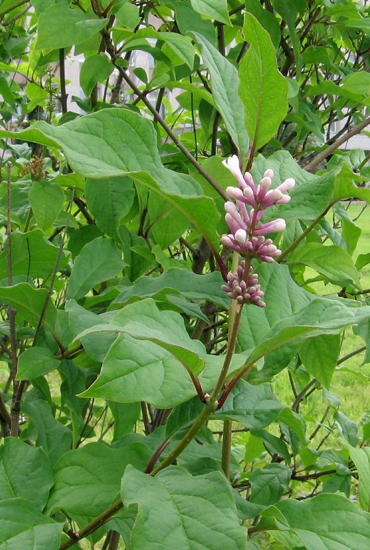 Изображение особи Syringa josikaea.