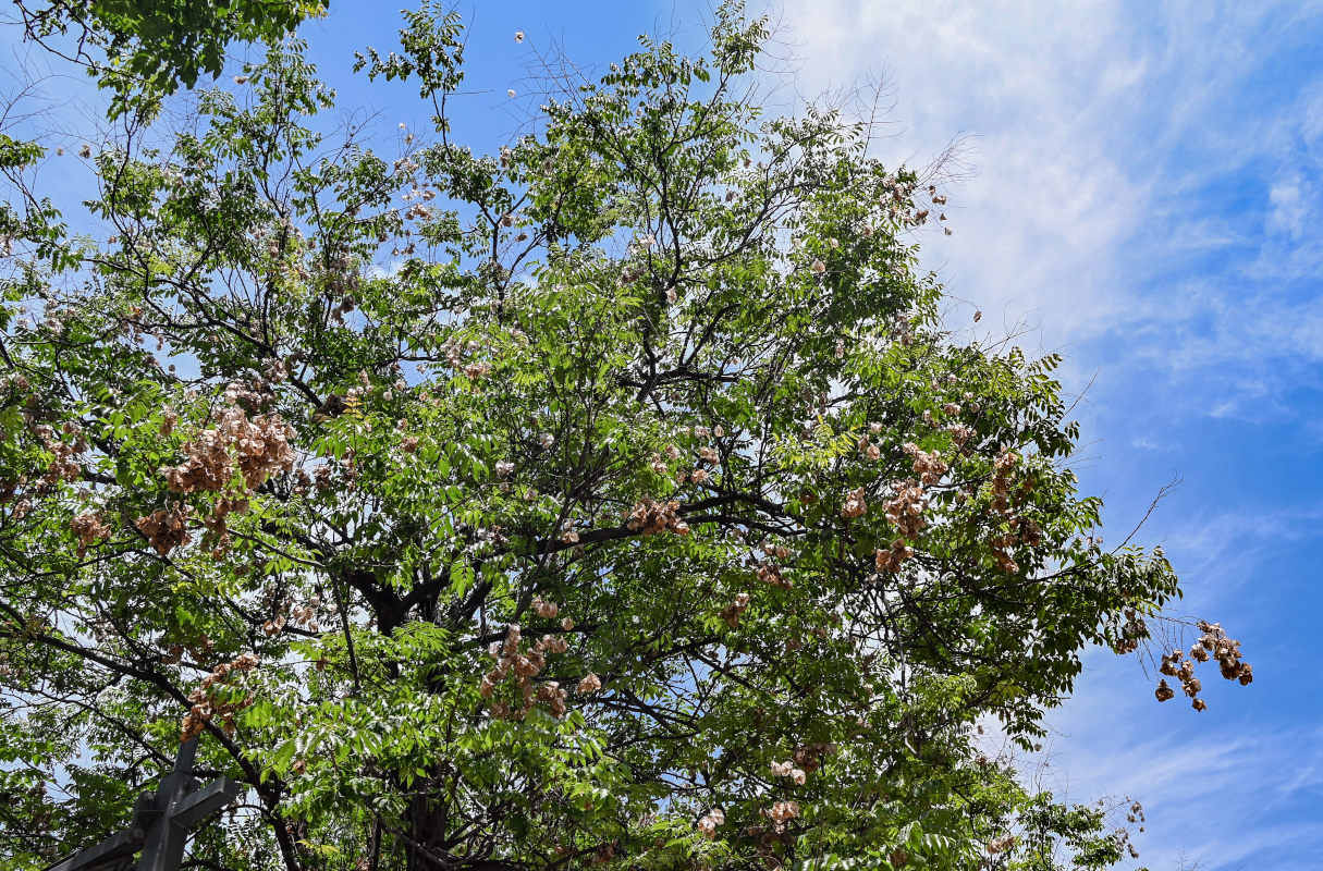Image of Koelreuteria bipinnata specimen.
