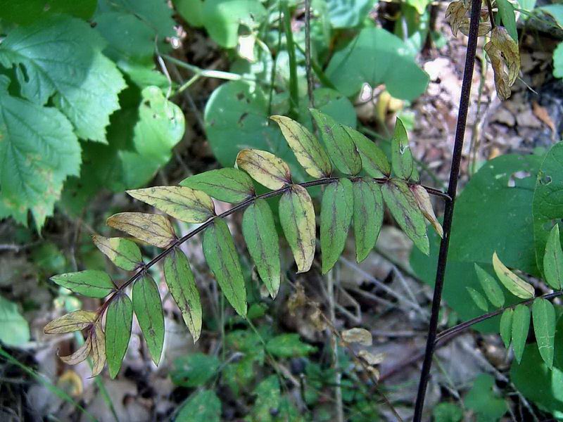 Image of Polemonium caeruleum specimen.