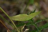 Campanula persicifolia. Увядающий лист. Липецкая обл., Данковский р-н, ур. Крутые Дубки, лес. 31 июля 2024 г.