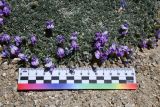 genus Oxytropis