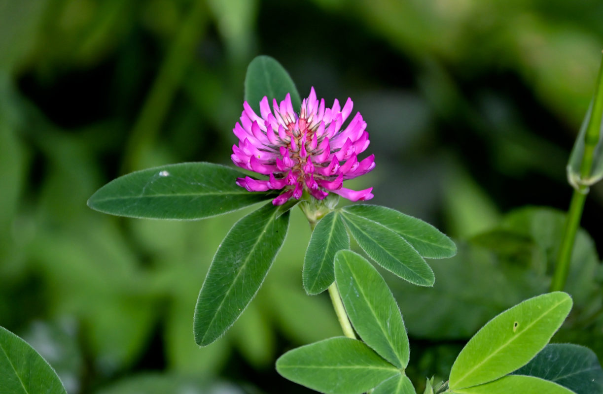 Image of Trifolium medium specimen.