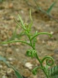 Neotorularia torulosa