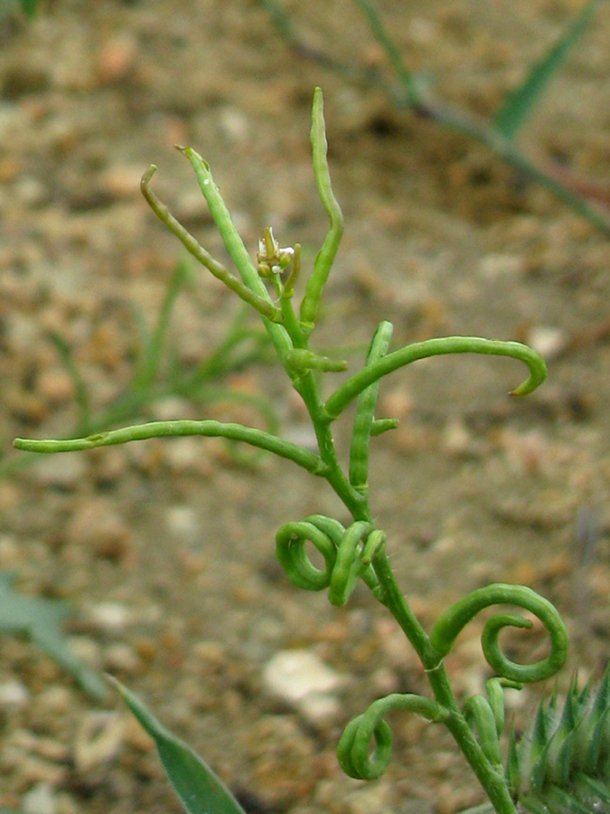 Image of Neotorularia torulosa specimen.