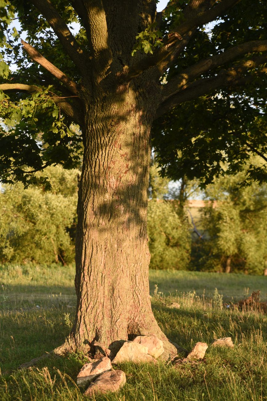 Image of Acer platanoides specimen.