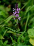 Stachys palustris