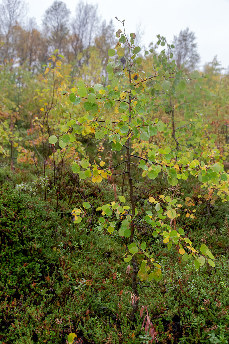 Image of Populus tremula specimen.