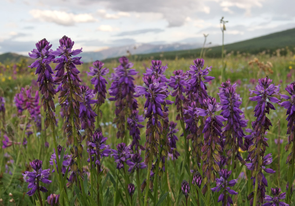 Image of Polygala comosa specimen.