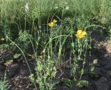 Glaucium fimbrilligerum
