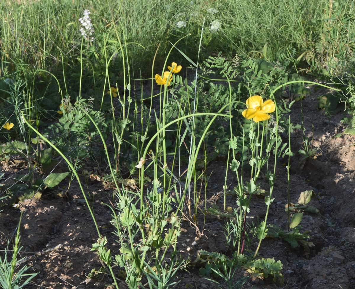 Image of Glaucium fimbrilligerum specimen.