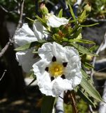 Cistus ladanifer