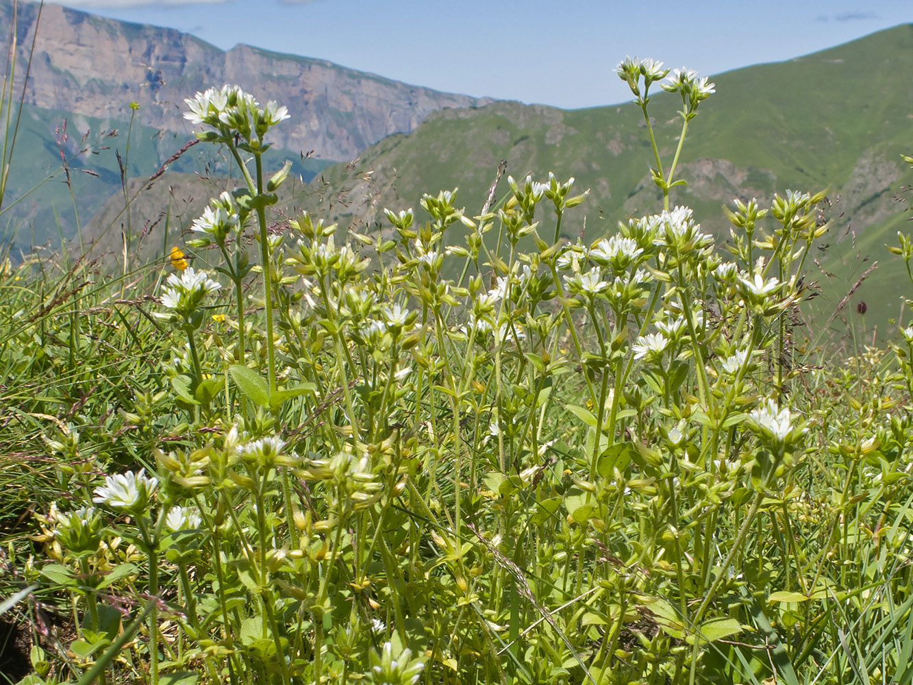 Image of Cerastium glomeratum specimen.