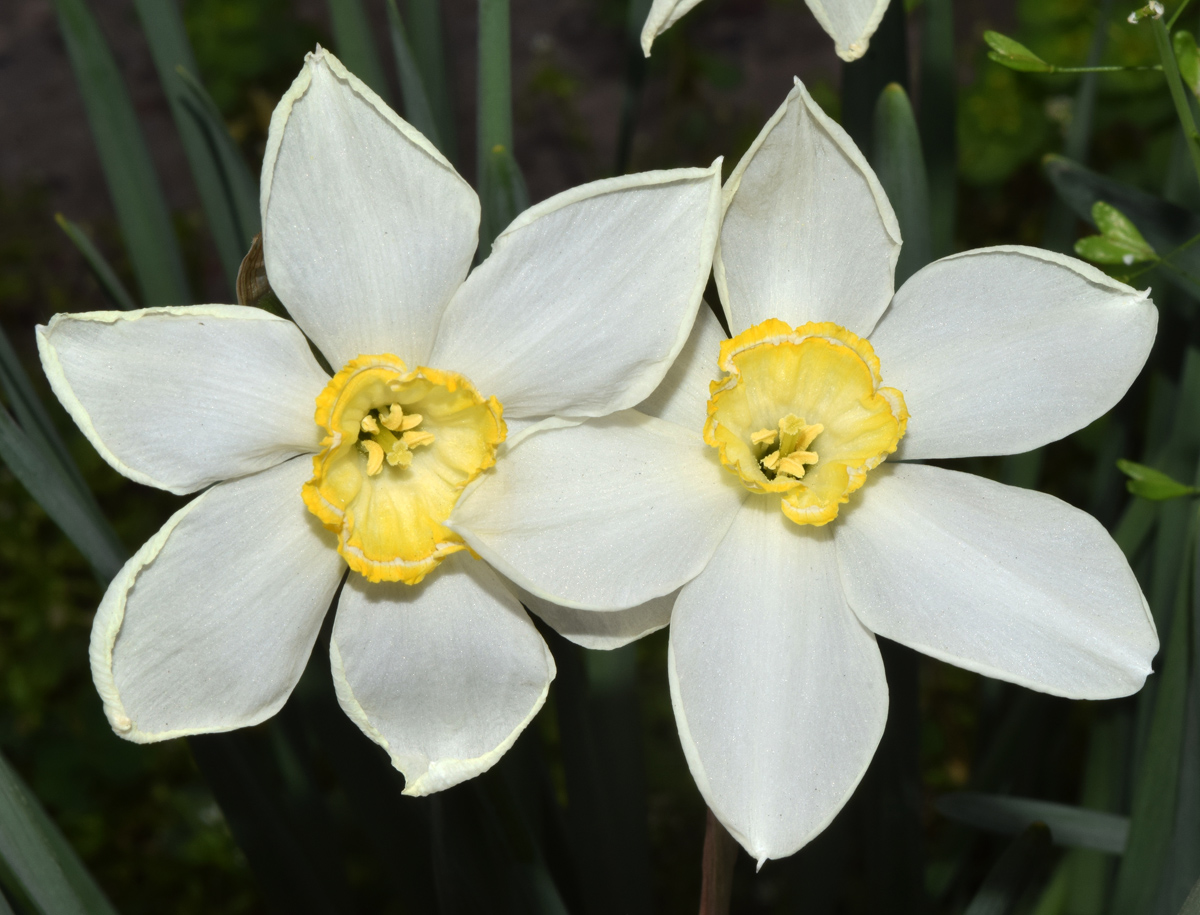 Изображение особи Narcissus &times; incomparabilis.