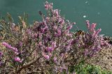 Erica carnea