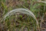 genus Stipa
