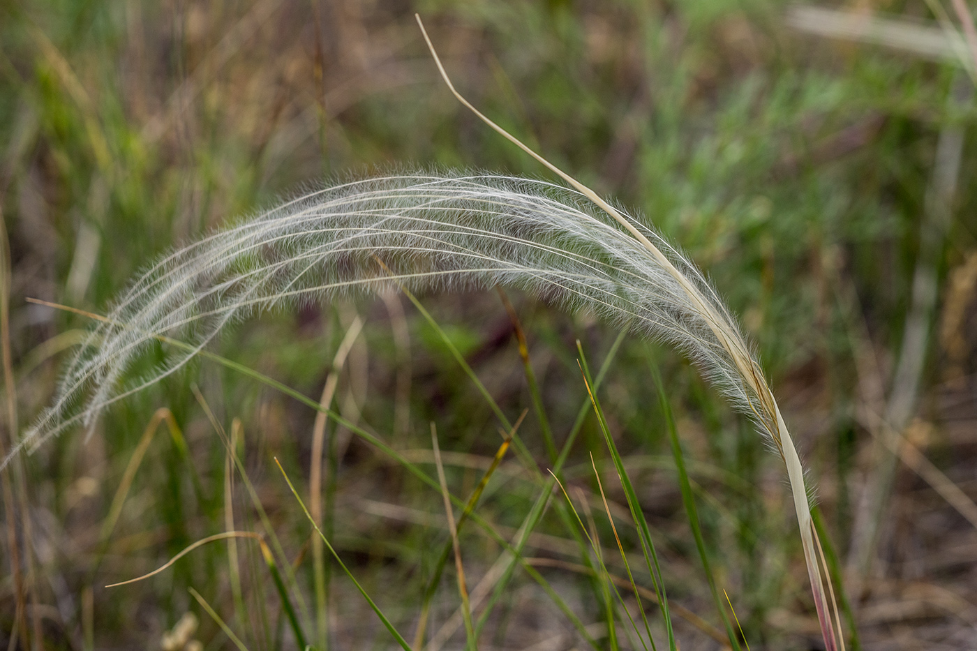 Image of genus Stipa specimen.