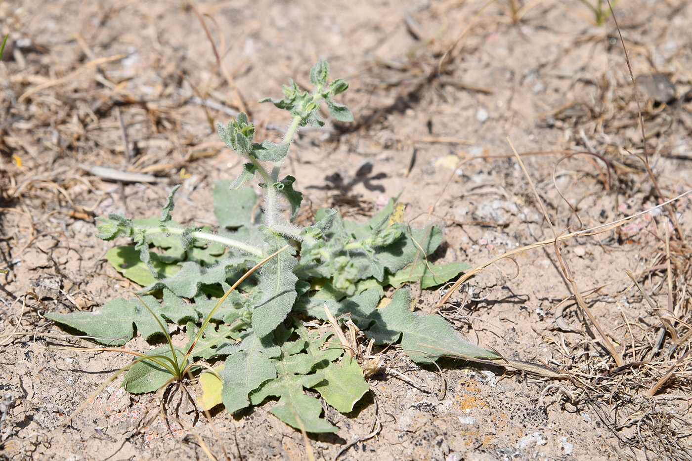 Image of Centaurea belangeriana specimen.