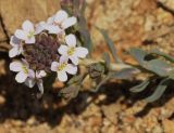 Aethionema saxatile ssp. graecum