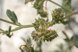 Medicago saxatilis. Часть стебля с плодами. Крым, Бахчисарайский р-н, окр. с. Танковое, берег водохранилища, известняковый склон. 05.06.2025.