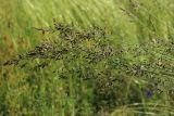 Festuca rubra. Соцветия на склонившихся побегах. Ленинградская обл., Ломоносовский р-н, окр. Шепелёвского маяка; п-ов Каравалдай, побережье Финского залива, суходольный разнотравно-злаковый луг среди смешанного леса за береговым валом. 22.06.2025.