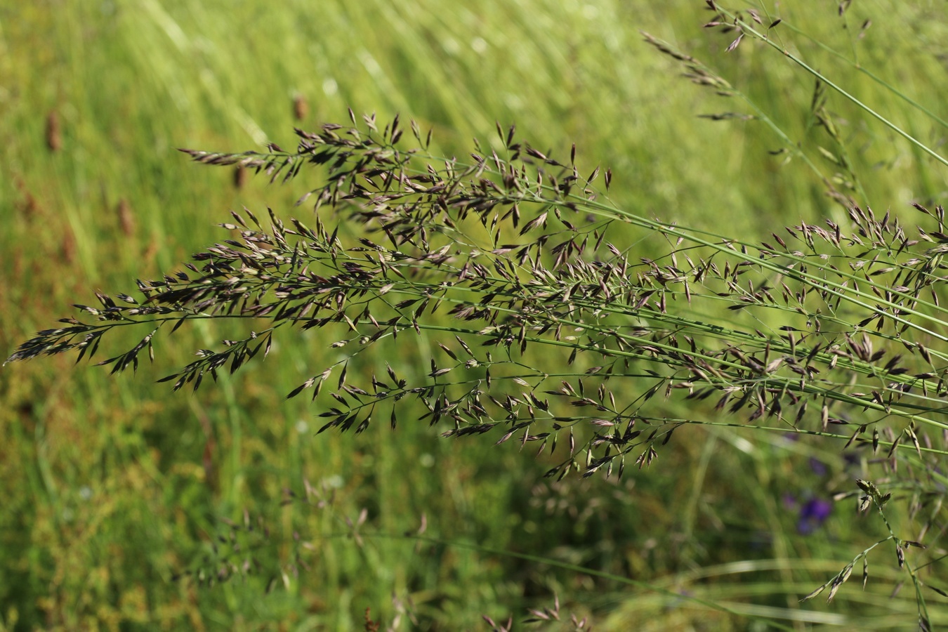 Image of Festuca rubra specimen.