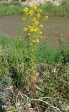 Erysimum aureum