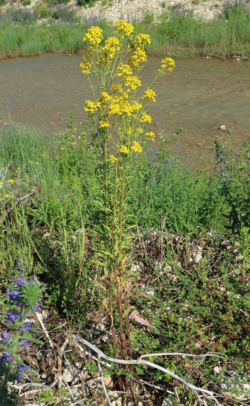 Image of Erysimum aureum specimen.