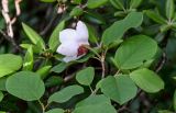 Magnolia sieboldii