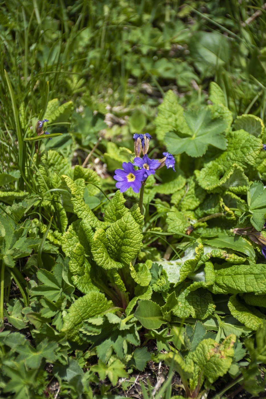 Image of Primula amoena specimen.