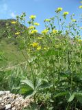 genus Potentilla